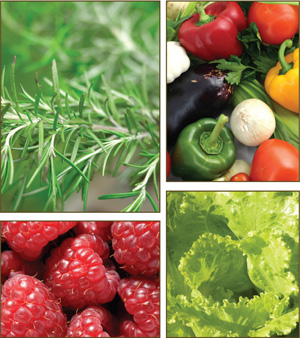 Alimentos orgánicos: 50 cultivos que puedes sembrar en macetas | LookVerde