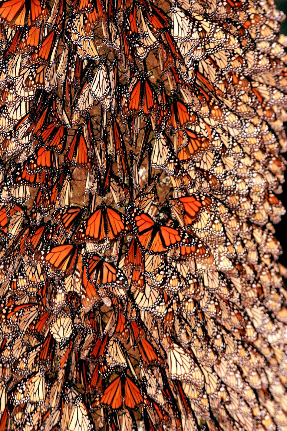 México, entre maravillas del mundo moderno mariposas monarca mexico
